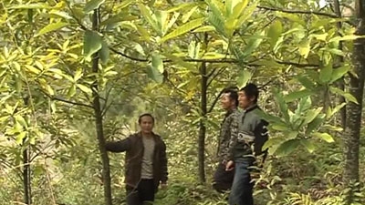 China：Growing Trees to Reduce Carbon Emissions